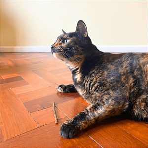 Kit Matatabi em Gravetos + Catnip
