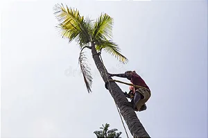 Limpeza de Coqueiros e Palmeiras