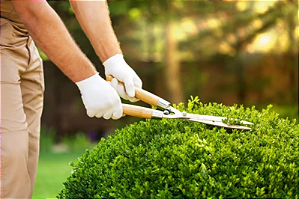 Jardinagem Profissional