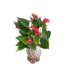 Kokedama de Mini Anturio Vermelho Acabamento Barbante Fio Cru