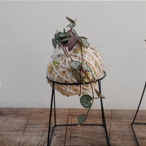 Mini Kokedama de Suculenta Coração-de-Mãe (Corações-Emaranhados) Ceropegia Woodii