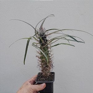 Folhagem Palmeira de Madagascar (Pachypodium geayi)