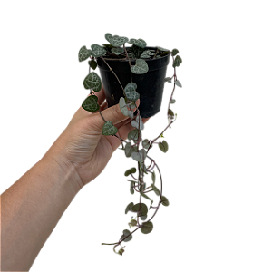 Folhagem Suculenta Coração-de-Mãe (Corações-Emaranhados) Ceropegia Woodii