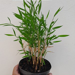 Folhagem Bambu no Vaso