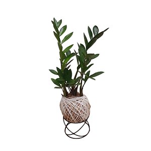 Kokedama De Mini Zamioculca Acabamento Barbante Fio Cru Com Suporte