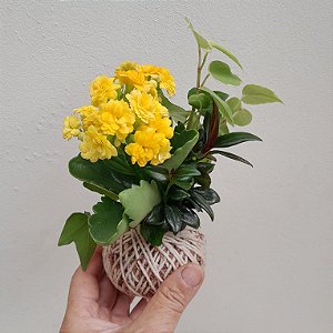 Kit 10 Mini Kokedamas de Kalanchoe com Folhagem Variadas
