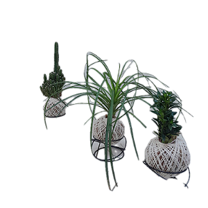 Kit 3 Kokedama: Peixinho, Pata De Elefante E Cacto com suporte