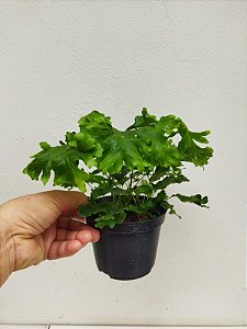 Folhagem Samambaia Cristata Pequena ("Nephrolepis exaltada")