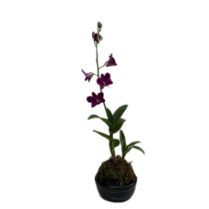 Kokedama De Orquídea Denfale + Prato Lindo Presente Criativo Natural