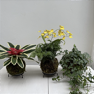 Kit 3 Kokedama: Bromélia, Chuva de Ouro Duo e Hera com Suporte de Mesa