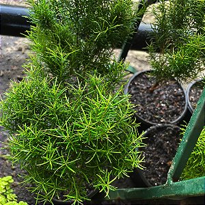 ARBUSTO EUGÊNIA (Eugênia sprengelli)