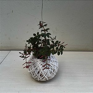 Kokedama de Peperomia verticillata ‘Red Log’