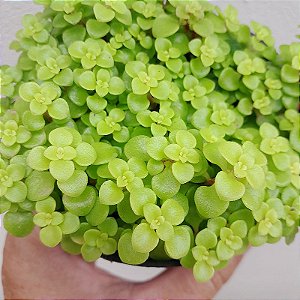 SUCULENTA CARPETE DOURADO (SEDUM JAPONICUM 'TOKYO SUN')