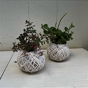 KIT 2 Kokedamas: Peperomia Red Log + tetraphylla Hope