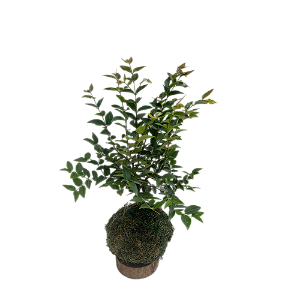 KOKEDAMA DE JABUTICABA PEQUENO