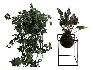 KIT KOKEDAMA: MINI ANTÚRIO E HERA ESTRELA COM SUPORTE GRANDE