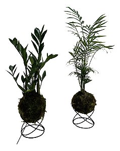 KIT KOKEDAMA MINI PALMEIRINHA E MINI ZAMIOCULCA C/ SUPORTE