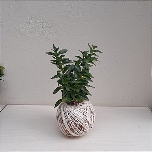 Kokedama de Peixinho Acabamento Barbante Fio Cru