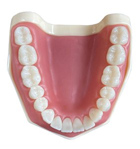 Manequim Dentística Inferior (cod.101INFN)