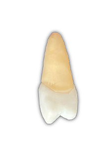 DENTE ENDO 25 POUPADO RADIOPACO