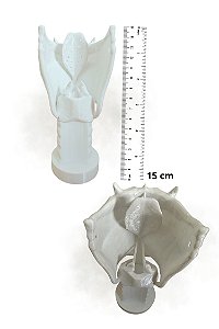 Laringe Anatómica Humana 3D - FonoComAmor - Tamanho 15cm Resistente e Detalhado