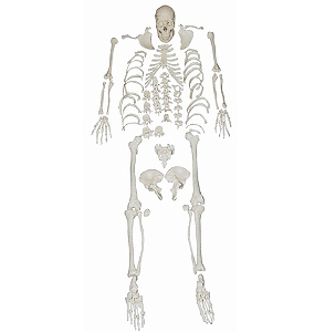 Modelo de Esqueleto Humano - Desarticulado - 4D ANATOMY