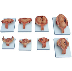 Conjunto de Modelos Processo de desenvolvimento do feto  - 4D ANATOMY