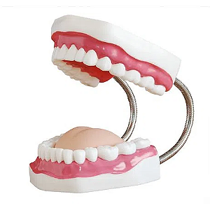 Modelo Dental para Treinamento de Cuidados Odontológicos- 4D ANATOMY