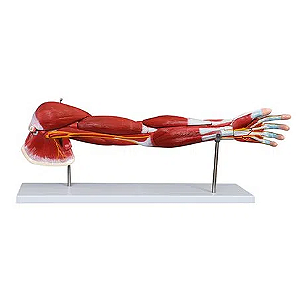 Modelo de Músculos do Braço Humano 7 peças - 4D ANATOMY
