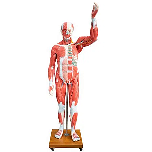 Modelo de Músculo Humano em Tamanho Real 29 PEÇAS - 4D ANATOMY