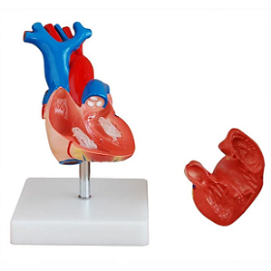 Modelo Coração Humano em Tamanho Real 2 Partes com Base - 4D ANATOMY