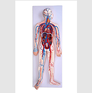 Modelo do Sistema Circulatório Humano - 4D ANATOMY