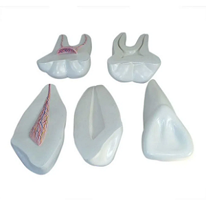 Modelo Expansivo Dente Humano - 3 tipos - 4D ANATOMY