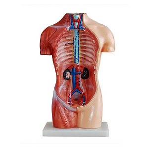 Modelo de Torso 42 cm ,assexuado -18 peças - 4D ANATOMY