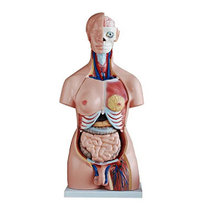 Modelo de Torso 85cm, Unissex - 40 peças - 4D ANATOMY