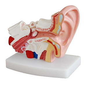 Modelo Estrutura do Ouvido Humano (Aumentado) - 4D ANATOMY