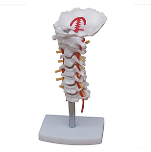 Modelo de Coluna Cervical Humana com Artérica Cervical - 4D ANATOMY