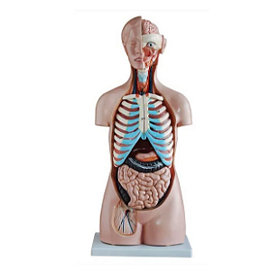 Modelo de Torso 85cm, Assexuado - 20 peças - 4D ANATOMY