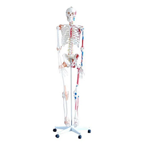 Esqueleto com Musculos e Ligamentos - 180cm - 4D ANATOMY
