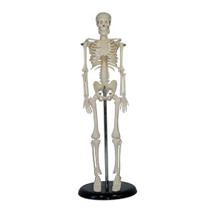 Modelo Mini Esqueleto Humano - 42cm - 4D ANATOMY