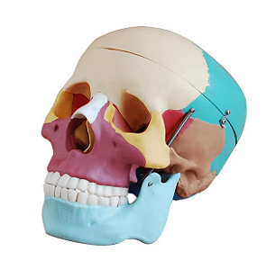 Modelo de Crânio Humano Colorido -Tamanho Real - 4D ANATOMY