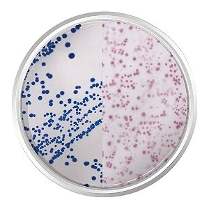 Agar Cromogênico E.Coli Coliformes. Frasco 500 G - Kasvi