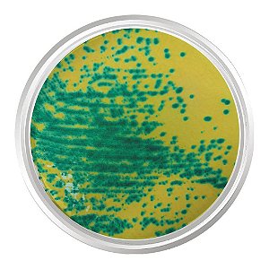Agar Cromogênico Enterococcus Vancomicina Resistente (Vre). Frasco 500 - Kasvi