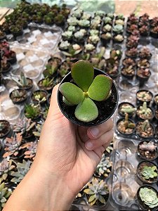 Suculenta Crassula Ovata