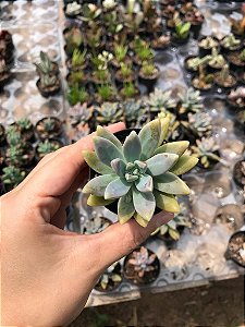 Suculenta Sedum Carnicolor