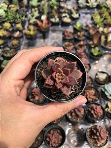 Suculenta Sedum Gilva Bronze