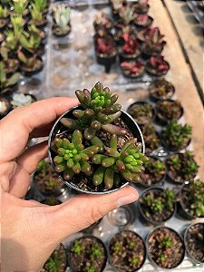 Suculenta Sedum Robrotinctum