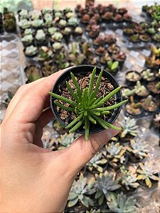 Suculenta Senecio Barbertonicus