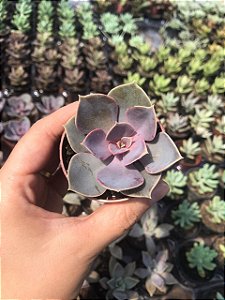 Suculenta Echeveria Perle Von Nurnberg