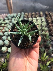 Suculenta Senécio Azul